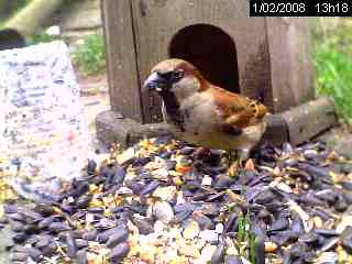 Moineau domestique (Passer domesticus)