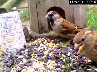 Moineau domestique (Passer domesticus)