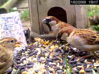 Moineau domestique (Passer domesticus)