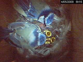 nourrissage m�sanges bleues