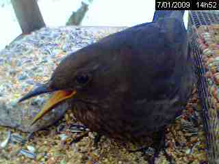 Merle noir (Turdus merula)