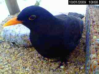 Merle noir (Turdus merula)