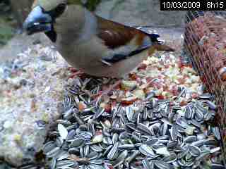 Grosbec casse-noyaux (Coccothraustes coccothraustes)