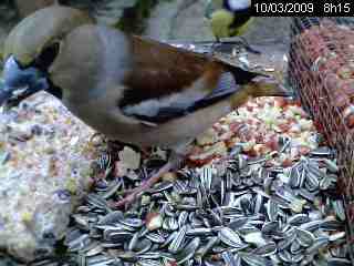 Grosbec casse-noyaux (Coccothraustes coccothraustes)