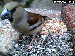 Grosbec casse-noyaux (Coccothraustes coccothraustes)