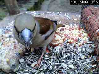 Grosbec casse-noyaux (Coccothraustes coccothraustes)