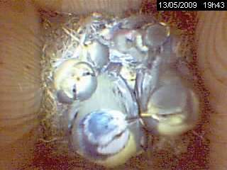 b�b�s m�sanges bleues oisillons