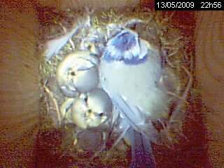 b�b�s m�sanges bleues oisillons