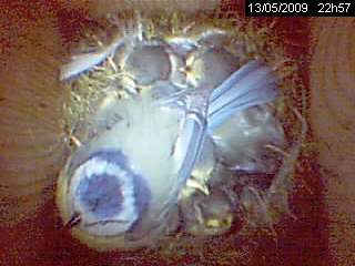 b�b�s m�sanges bleues oisillons