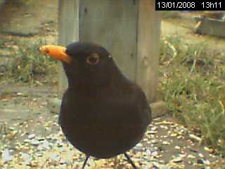Merle noir (Turdus merula)
