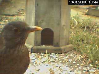 Merle noir (Turdus merula)