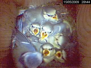 b�b�s m�sanges bleues oisillons