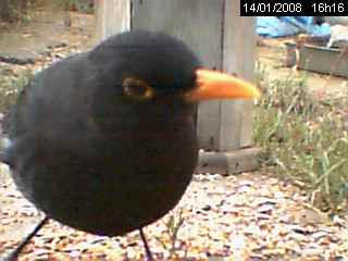 Merle noir (Turdus merula)