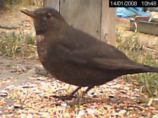 Merle noir (Turdus merula)