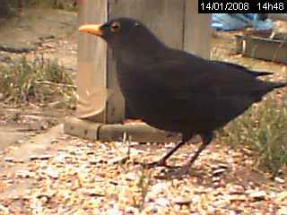 Merle noir (Turdus merula)