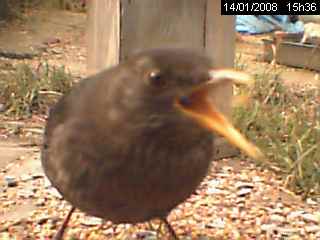 Merle noir (Turdus merula)
