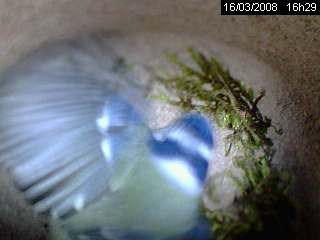M�sange bleue