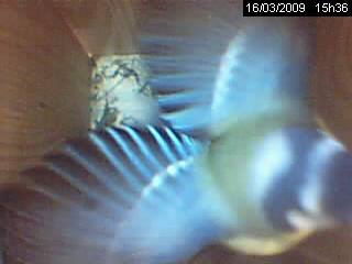 M�sange bleue