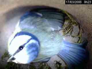 M�sange bleue