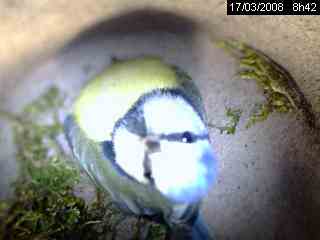M�sange bleue