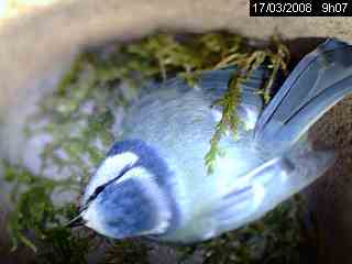 M�sange bleue
