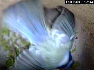 M�sange bleue