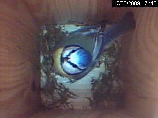 M�sange bleue