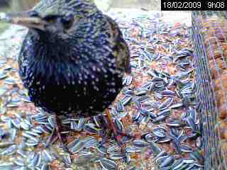 Etourneau sansonnet (Sturnus vulgaris )