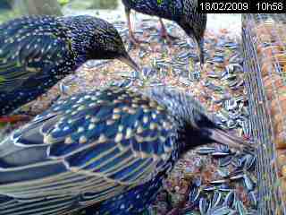Etourneau sansonnet (Sturnus vulgaris )