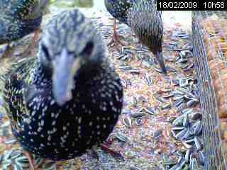 Etourneau sansonnet (Sturnus vulgaris )