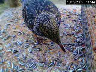 Etourneau sansonnet (Sturnus vulgaris )