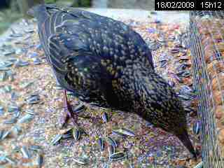 Etourneau sansonnet (Sturnus vulgaris )