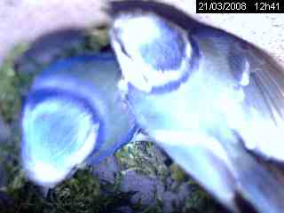 M�sange bleue (Parus caeruleus)