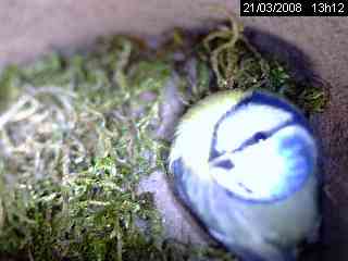 M�sange bleue (Parus caeruleus)