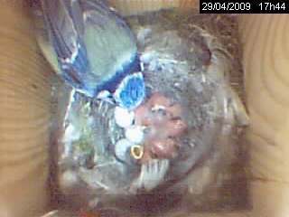 naissance de m�sanges bleues