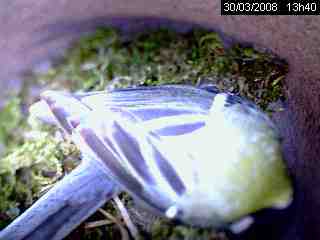 M�sange charbonni�re (Parus major)