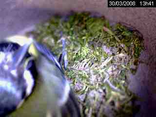 M�sange charbonni�re (Parus major)
