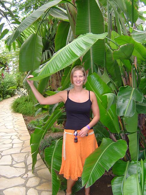 Strelitzia