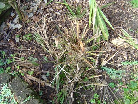 palmier, résistance, gel, exotique, climat froid, Chamaerops humilis