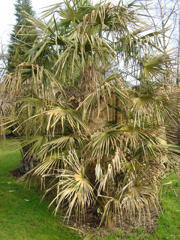 palmier, résistance, gel, exotique, climat froid, Trachycarpus fortunei