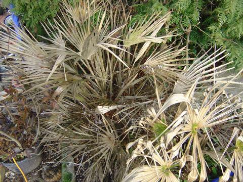 palmier, résistance, gel, exotique, climat froid, Chamaerops humilis