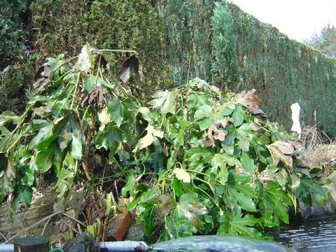 palmier, résistance, gel, exotique, climat froid, Fatsia japonica