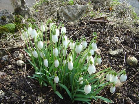 Perce-neige