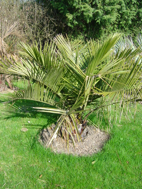 palmier, résistance, gel, exotique, climat froid, Jubaea