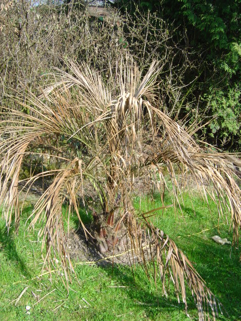 palmier, résistance, gel, exotique, climat froid, Butia sp.gigantea