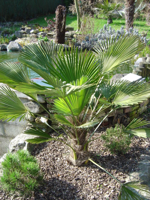 palmier, résistance, gel, exotique, climat froid, Trachycarpus wagnerianus