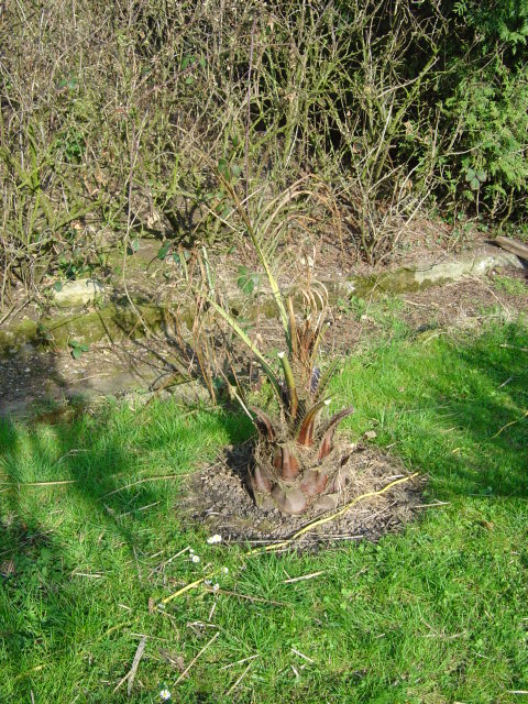 palmier, résistance, gel, exotique, climat froid, Butia sp.gigantea