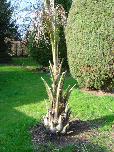 palmier, résistance, gel, exotique, climat froid, Butia