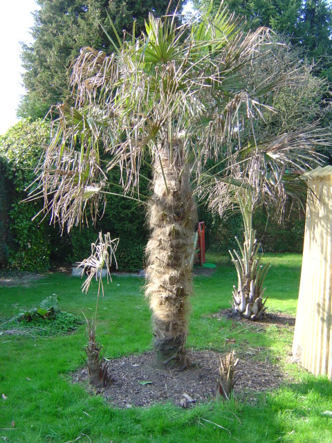 palmier, résistance, gel, exotique, climat froid, Trachycarpus fortunei