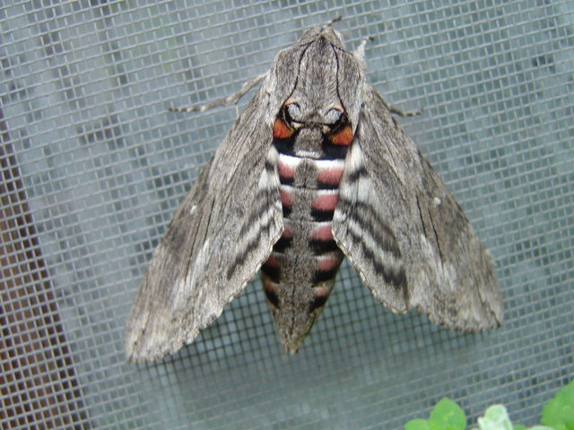 Sphinx liseron (agrius convolvuli)